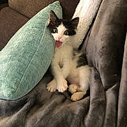 Panda is registered to the contest to win money with this photo: animal, black_and_white, blanket, cat, couch, cozy, cute, domestic, fur, indoor, kitten, open_mouth, pet, pillow, resting, small, snuggled, soft, wide_eyes, young