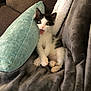 animal, black_and_white, blanket, cat, couch, cozy, cute, domestic, fur, indoor, kitten, open_mouth, pet, pillow, resting, small, snuggled, soft, wide_eyes, young