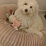dog, white_dog, pet_bed, stuffed_toy, bunny_toy, indoor, flooring, cozy, fluffy, cute, animal, companion, domestic, relaxed, fur, toy, home, pet, curious, resting