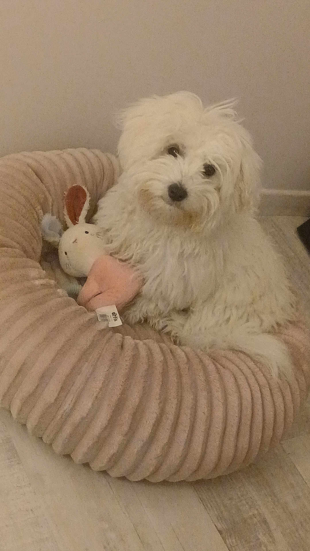 Annette a rejoint le concours — aidez-le/la à gagner de superbes lots ! dog, white_dog, pet_bed, stuffed_toy, bunny_toy, indoor, flooring, cozy, fluffy, cute, animal, companion, domestic, relaxed, fur, toy, home, pet, curious, resting