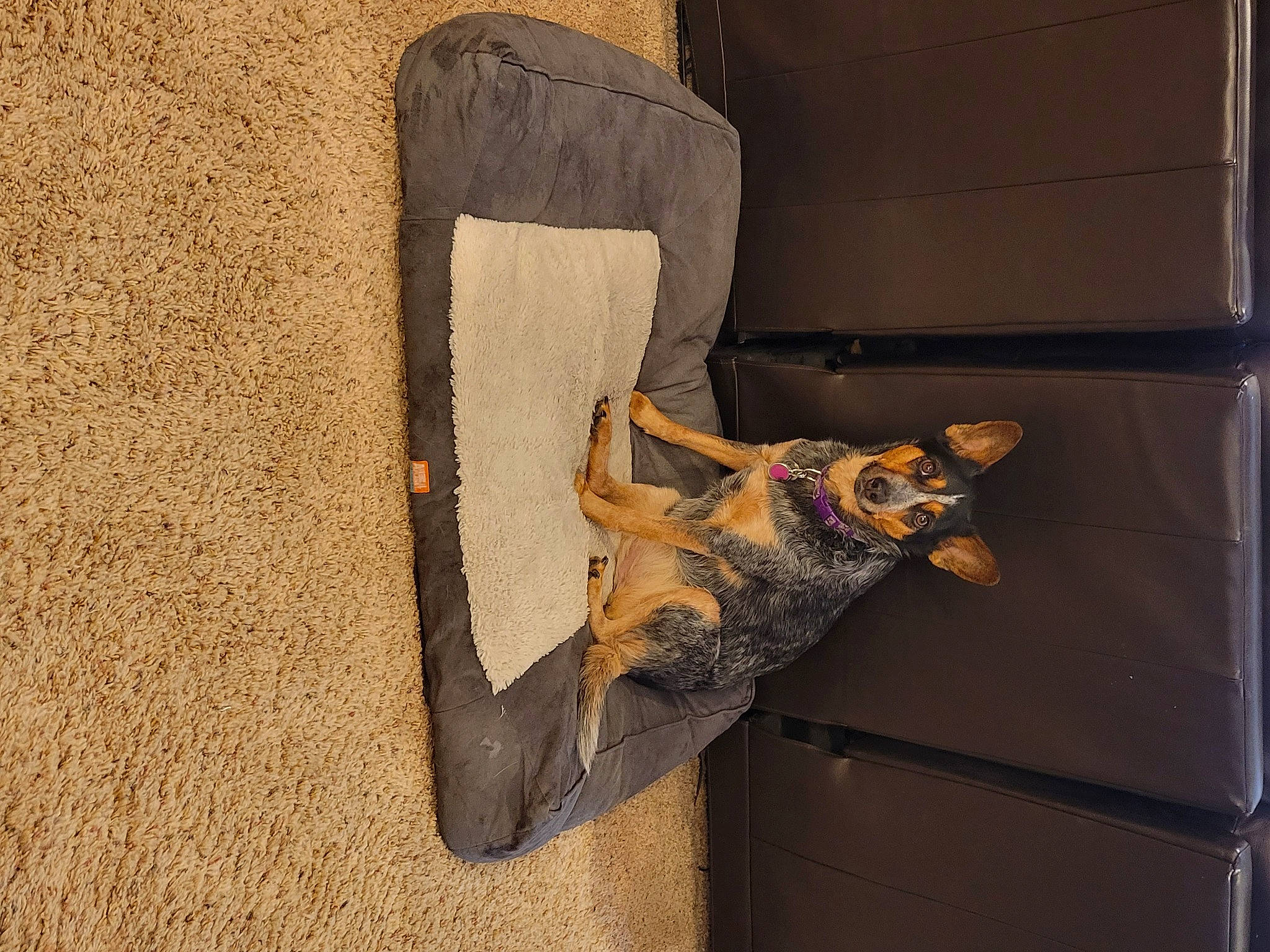 Scout is registered to the contest to win money with this photo: art, canidae, carnivore, dog, dog_breed, fawn, flooring, fur, german_shepherd_dog, human_leg, leg, pet_supply, small_to_medium_sized_cats, sporting_group, tail, visual_arts, window, wood, working_animal