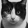 animal, black_and_white, cat, close_up, cute, detail, expression, eyes, face, focus, fur, head, looking, mammal, monochrome, pet, portrait, studio, texture, whiskers