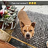 dog, brown_dog, snow, doormat, paw_prints, holiday_decorations, pine_cones, figurines, outdoor, winter, snowy_ground, doorstep, pet, animal, looking_up, expression, funny_text, french_text, decor, canine