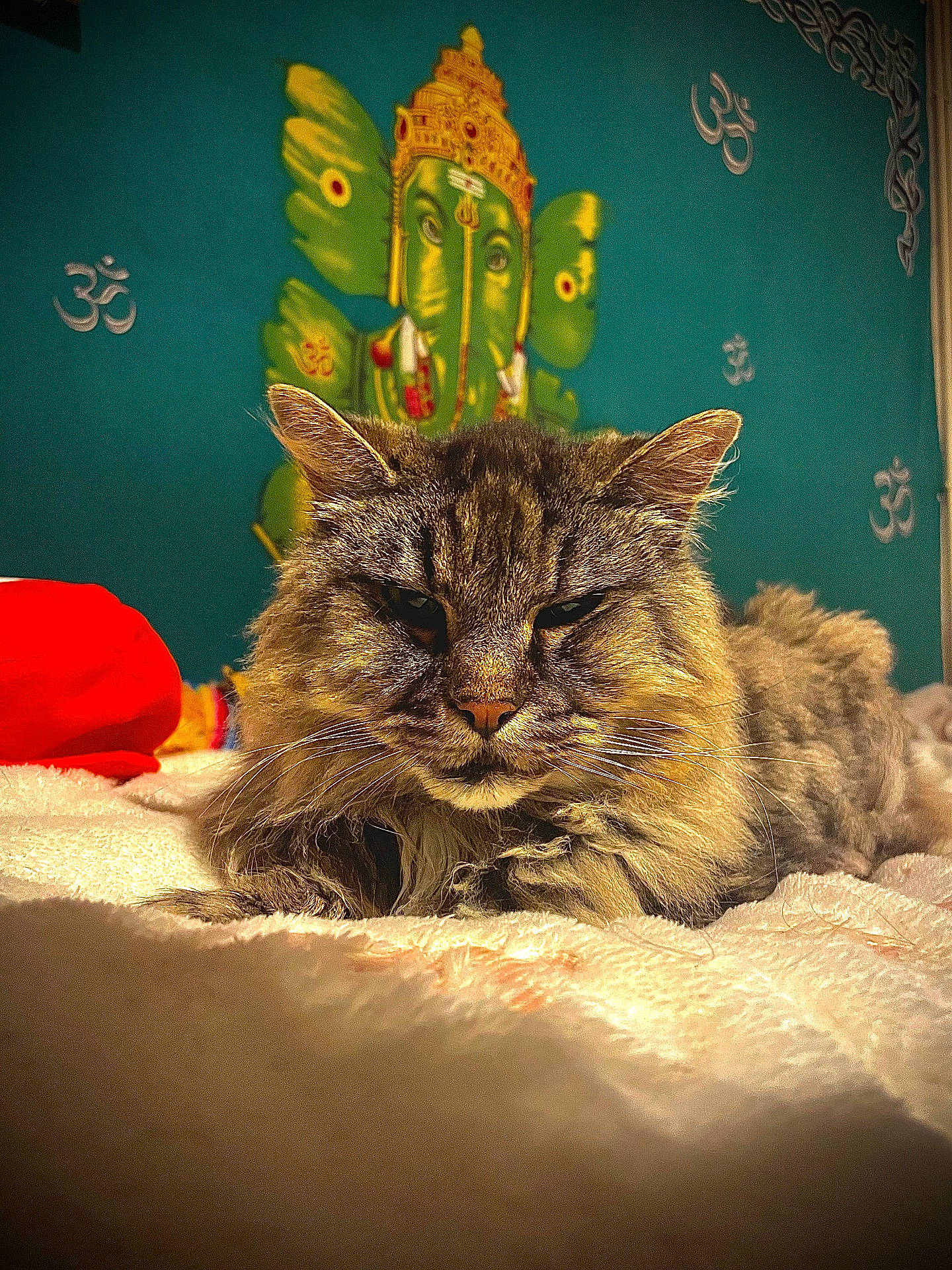 Shadow participe au concours pour gagner de l'argent avec cette photo : animal, bed, blanket, cat, closeup, cozy, decor, feline, fluffy, furniture, ganesh, indoor, mural, om_symbol, pet, portrait, relaxing, resting, teal_wall, wall_art