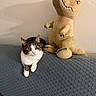 animal, beige_wall, cat, couch, cozy, curious, dinosaur_toy, fabric, feline, indoor, pet, plush_toy, shadow, sitting, sofa, t_rex, tabby_cat, texture, wall, white_cat