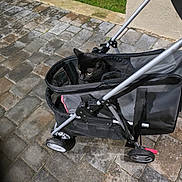 Nin is registered to the contest to win money with this photo: black_cat, cat, concrete, curb, grass, handle, mesh, metal_frame, night, outdoor, pavement, pet, pet_stroller, photography, shadow, street, stroller, tiles, wall, wheels