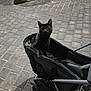Nin is registered to the contest to win money with this photo: animal, black_cat, cat, close_up, cobblestone, curious, looking_up, night, outdoor, pavement, pet, portrait, shadow, street, stroller, tiles, urban, wheels, whiskers, wide_eyes