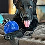 dog, black_dog, pet, animal, couch, indoor, tongue_out, paw, toy, blue_ball, relaxed, fur, ears, nose, mouth, eyes, home, furniture, domestic_animal, playing