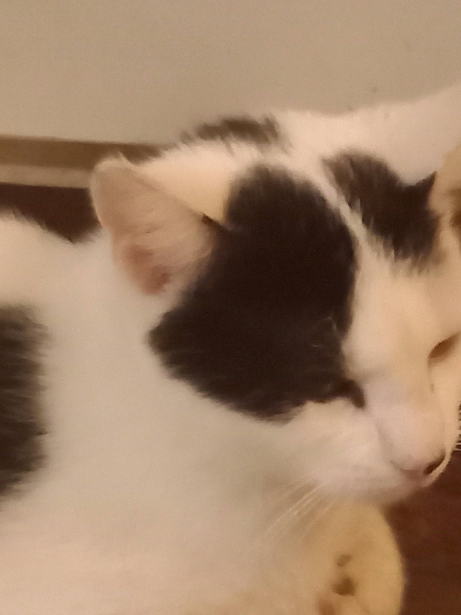 Peepers is registered to the contest to win money with this photo: carnivore, cat, domestic_short_haired_cat, felidae, fur, paw, small_to_medium_sized_cats, snout, tail, whiskers, window