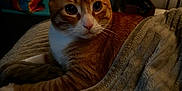 Rooster joined the competition — help win amazing prizes! cat, orange_tabby, white_markings, blanket, soft_texture, indoor, sitting, looking, curious, wide_eyes, furniture, shelf, plush_toys, dim_light, cozy, comfortable, home, pet, animal, relaxed