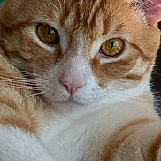 Rooster joined the competition — help win amazing prizes! cat, ginger_cat, white_fur, close_up, whiskers, pet, feline, animal, cute, eyes, face, fur, domestic_cat, mammal, portrait, relaxing, indoor, soft, nose, ears