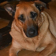 Trixi is registered to the contest to win money with this photo: dog, brown, pet, animal, indoor, floor, wood, fur, canine, closeup, laying, ears, face, eyes, muzzle, portrait, domestic, household, resting, looking