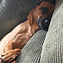 Trixi is registered to the contest to win money with this photo: dog, sleeping, paws, couch, furniture, resting, relaxed, brown_fur, indoors, cozy, pet, animal, canine, nap, comfort, texture, closeup, side_view, quiet, peaceful