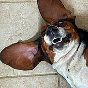 Scarlett joined the competition — help win amazing prizes! dog, basset_hound, ears, lying_down, tongue, teeth, floor, tile, close_up, funny_face, pet, animal, canine, fur, whiskers, nose, mouth, expression, playful, indoor