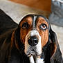 Scarlett joined the competition — help win amazing prizes! animal, background, basset_hound, black, brown, canine, closeup, collar, dog, ears, expression, floor, fur, indoors, looking_up, nose, pet, portrait, whiskers, white