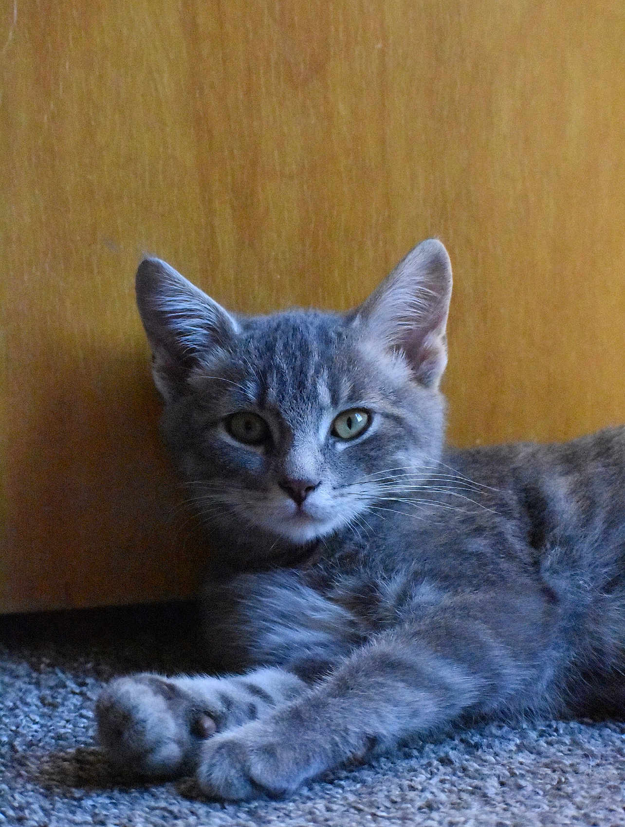 Cosmo joined the competition — help win amazing prizes! cat, tabby, gray_cat, pet, animal, feline, carpet, indoor, relaxed, lying_down, ears, whiskers, fur, closeup, portrait, wooden_background, cute, domestic_cat, young_cat, resting