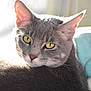 Cosmo is registered to the contest to win money with this photo: cat, gray_cat, close_up, yellow_eyes, whiskers, fur, pet, animal, domestic_cat, face, ear, nose, relaxed, indoor, soft_light, cozy, feline, portrait, sleepy, cute