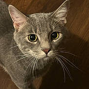 Cosmo joined the competition — help win amazing prizes! cat, gray_cat, whiskers, curious, close_up, pet, animal, indoor, wooden_floor, feline, eyes, face, fur, mammal, domestic_animal, looking_up, portrait, cute, alert, young_cat