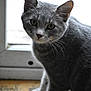 Cosmo is registered to the contest to win money with this photo: cat, grey_cat, animal, pet, whiskers, green_eyes, indoor, wooden_floor, window, curious, feline, close_up, natural_light, domestic_animal, portrait, young_cat, looking, standing, fur, ears