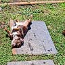 Nadda is registered to the contest to win money with this photo: animal, belly_up, brown_dog, collar, dog, ears, grass, ground, happy, lying_down, mat, nature, outdoor, paw, peaceful, pet, playful, relaxed, sunlight, sunny_day