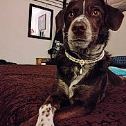 Nadda joined the competition — help win amazing prizes! dog, pet, indoor, bed, necklace, pearl, brown_fur, white_spots, mirror, wall_art, fishing_rods, close_up, portrait, animal, resting, living_space, decor, furniture, domestic, canine