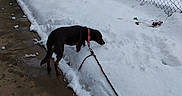 Nadda joined the competition — help win amazing prizes! dog, snow, sidewalk, chain_link_fence, vehicle, leash, outdoor, winter, collar, curious, wet, pavement, parked_car, cold, daytime, footprints, urban, fence, brown_dog, canine