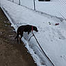 dog, snow, sidewalk, chain_link_fence, vehicle, leash, outdoor, winter, collar, curious, wet, pavement, parked_car, cold, daytime, footprints, urban, fence, brown_dog, canine