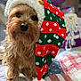 Jack is registered to the contest to win money with this photo: animal, background, christmas_hat, close_up, cute, decorations, dog, festive, fur, green, holiday, indoors, pet, polka_dots, pom_pom, portrait, quilt, red, soft, white