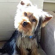 Jack is registered to the contest to win money with this photo: animal, black_fur, bright_light, brown_fur, collar, companion, couch, curious, cute, dog, ears, eyes, fur, indoor, nose, pet, sitting, small_dog, sunlight, tilted_head