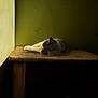 cat, sleeping, table, wood, indoor, window_light, green_wall, resting, pet, feline, quiet, cozy, calm, animal, fur, side_view, shadow, still_life, domestic, relaxation