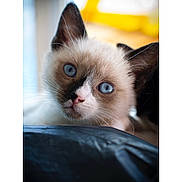 Roméo a rejoint le concours — aidez-le/la à gagner de superbes lots ! cat, kitten, close_up, blue_eyes, fur, whiskers, pet, animal, cute, indoor, portrait, young, curious, face, ears, soft_light, domestic, feline, mammal, background_blur