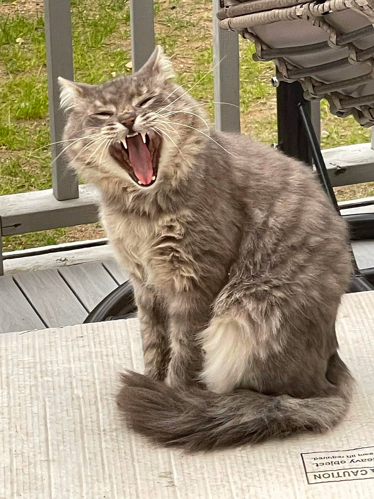 Eddie is registered to the contest to win money with this photo: carnivore, cat, claw, domestic_short_haired_cat, fang, felidae, fur, paw, small_to_medium_sized_cats, snout, tail, terrestrial_animal, whiskers, window, yawn