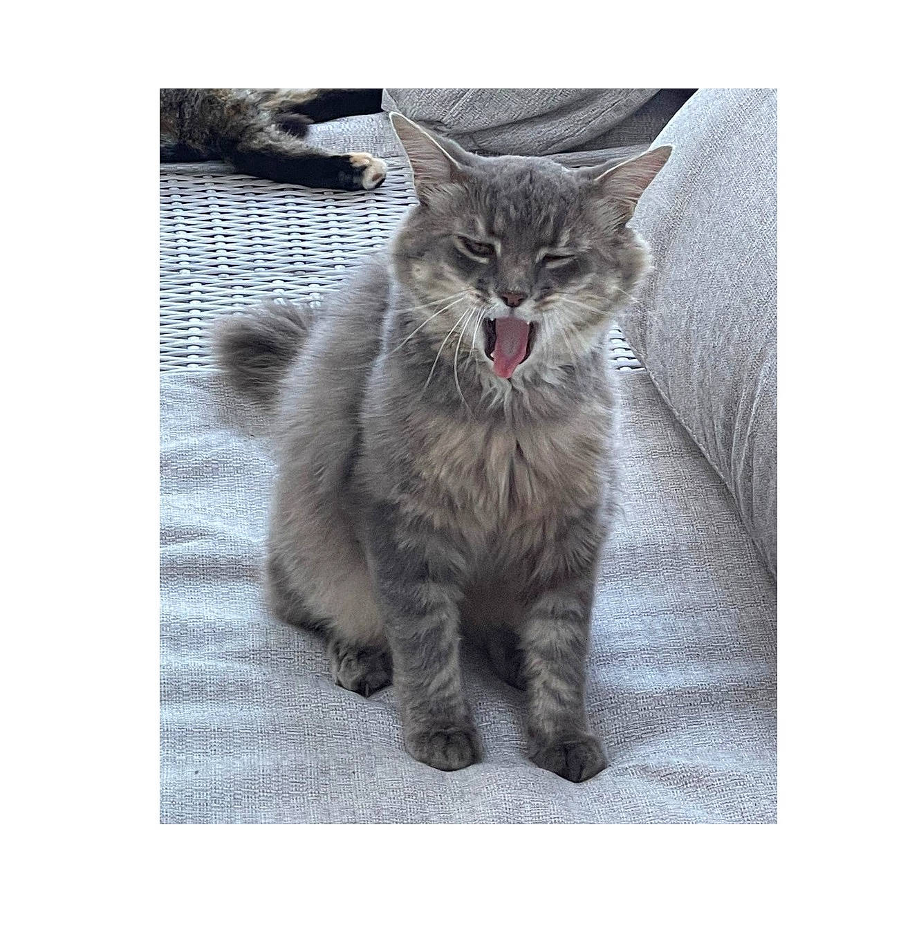 Eddie joined the competition — help win amazing prizes! art, carnivore, cat, claw, domestic_short_haired_cat, felidae, freezing, fur, grey, paw, sitting, small_to_medium_sized_cats, snout, snow, tail, terrestrial_animal, whiskers, wildlife