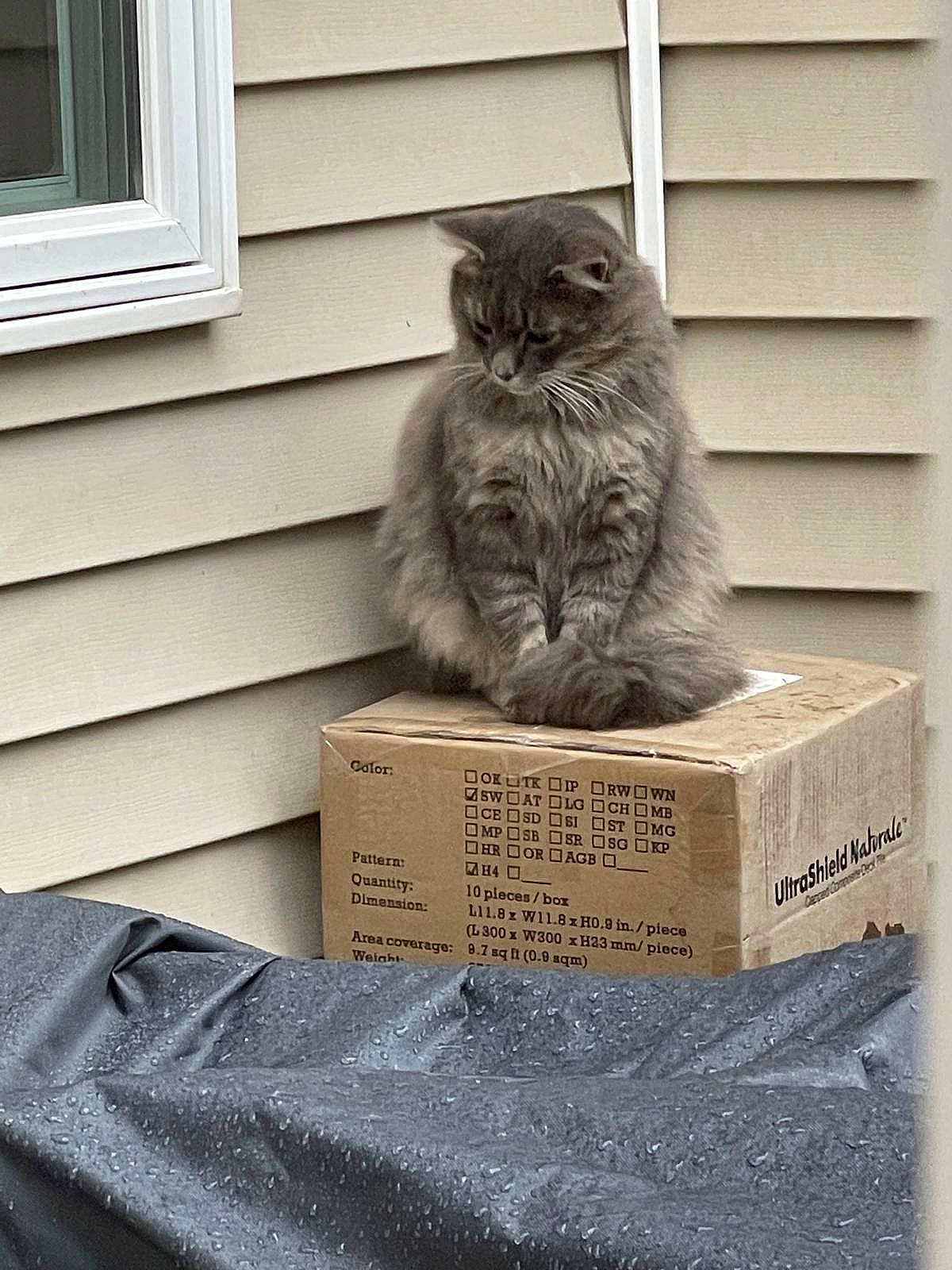 Eddie joined the competition — help win amazing prizes! box, british_longhair, carnivore, cat, domestic_short_haired_cat, felidae, font, fur, grey, monochrome, monochrome_photography, sitting, small_to_medium_sized_cats, snout, tail, terrestrial_animal, whiskers, window, wood