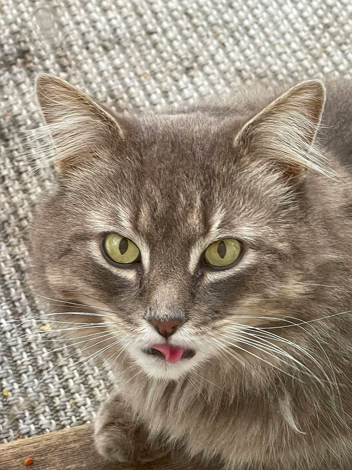 Eddie joined the competition — help win amazing prizes! art, carnivore, cat, curious, domestic_short_haired_cat, drawing, felidae, fur, head, illustration, painting, photo_caption, puzzle, rectangle, small_to_medium_sized_cats, snout, terrestrial_animal, visual_arts, whiskers, wildlife