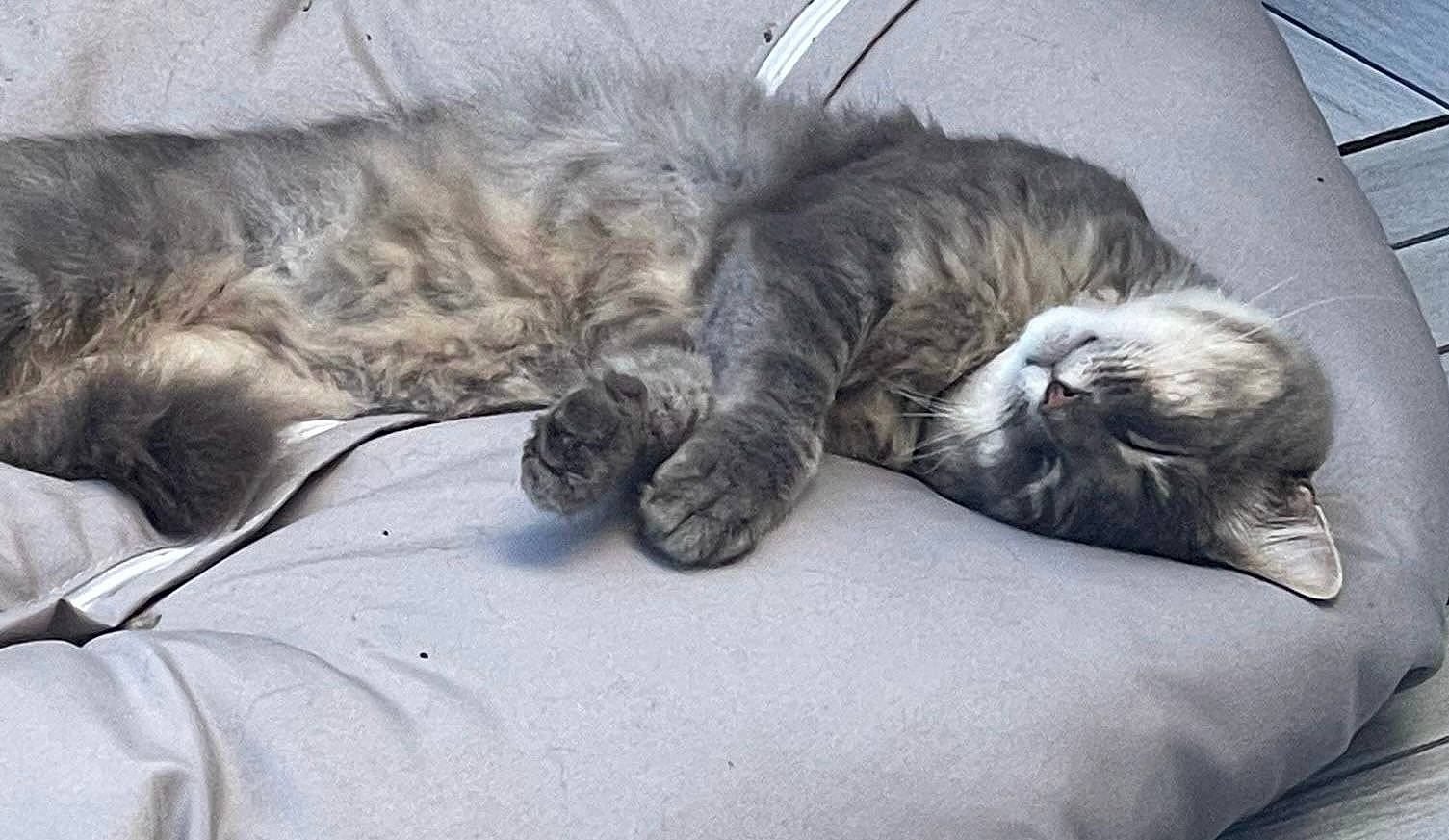 Eddie is registered to the contest to win money with this photo: bed, carnivore, cat, claw, comfort, domestic_short_haired_cat, felidae, fur, grey, mammal, nap, paw, sleep, small_to_medium_sized_cats, snout, tail, terrestrial_animal, vertebrate, whiskers