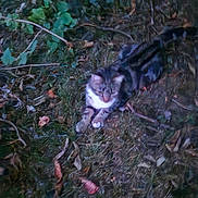 Tess participe au concours pour gagner de l'argent avec cette photo : animal, blur, camouflage, cat, earth_tones, environment, feline, grass, ground, leaves, mammal, nature, night, outdoor, pet, quiet, resting, sleepy, tabby_cat, wildlife