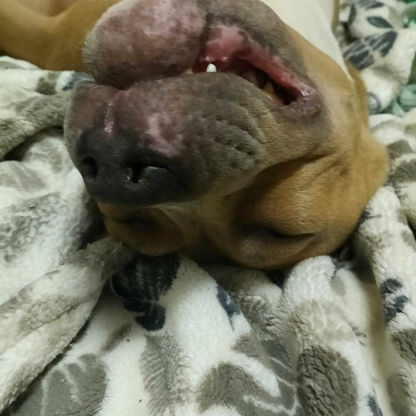 Able is registered to the contest to win money with this photo: animal, blanket, brown_fur, close_up, cozy, dog, face, fur, indoor, mouth, nose, pattern, pet, relaxed, resting, sleeping, snout, soft_texture, teeth, white_fur