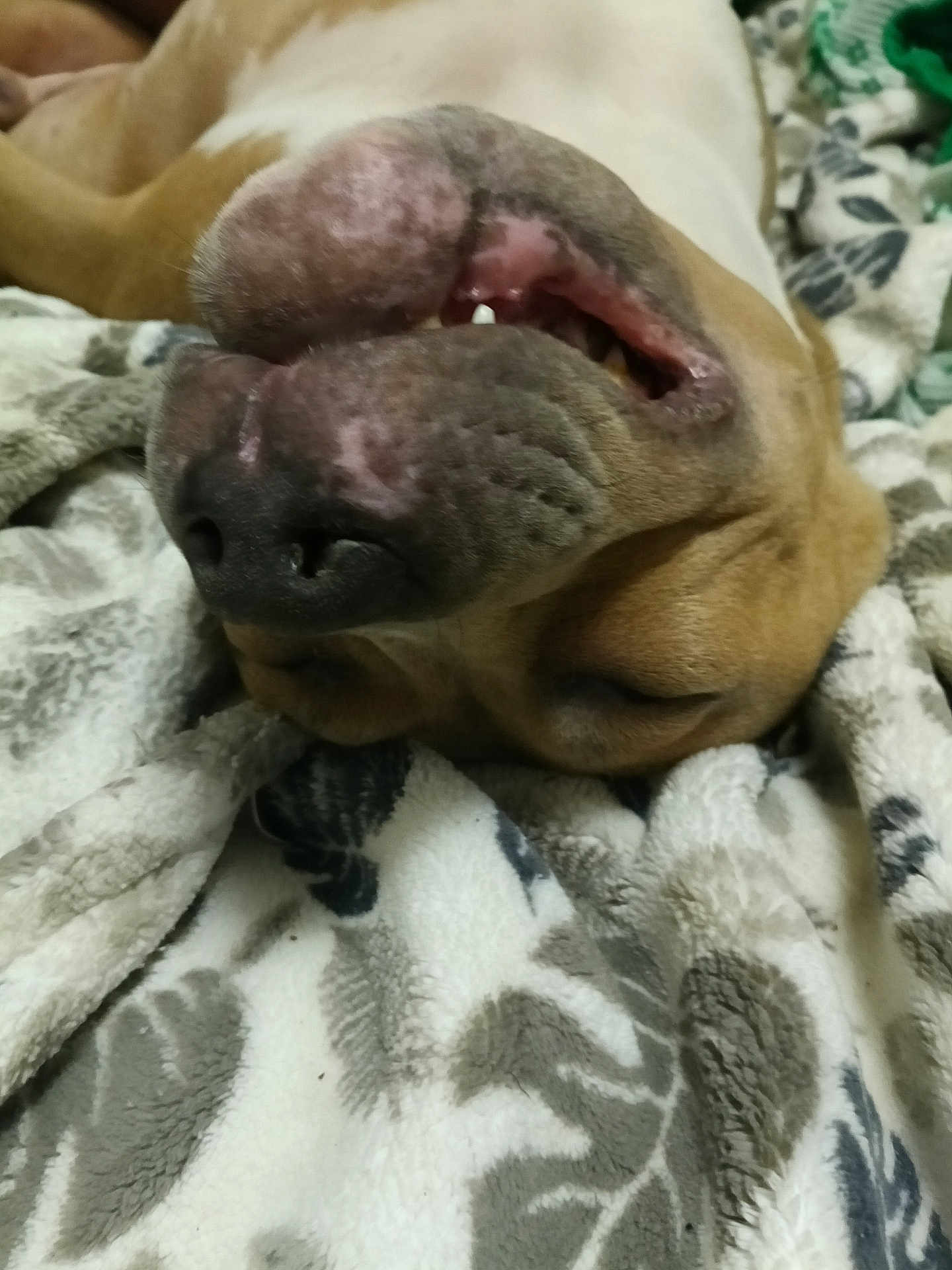 Able is registered to the contest to win money with this photo: dog, close_up, blanket, sleeping, mouth, nose, fur, relaxed, pet, animal, indoor, cozy, resting, brown_fur, white_fur, pattern, soft_texture, snout, teeth, face