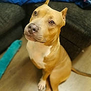 Able joined the competition — help win amazing prizes! dog, tan, white_markings, sitting, floor, indoors, living_room, couch, blanket, pet, canine, fur, ears, tail, looking_up, brown_eyes, wooden_floor, domestic_animal, companion, cute