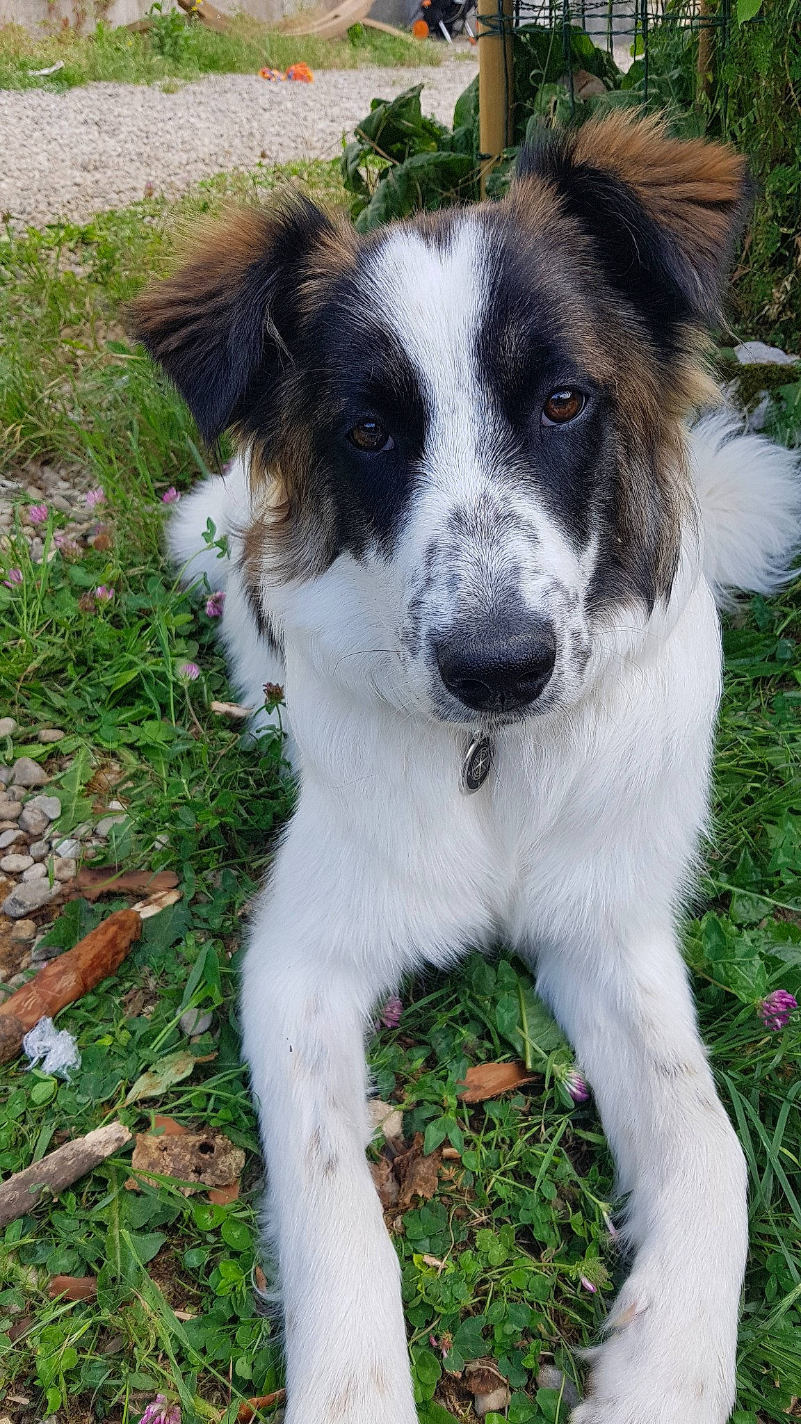 Nouchka participe au concours pour gagner de l'argent avec cette photo : aidi, australian_collie, border_collie, canidae, carnivore, companion_dog, dog, dog_breed, english_shepherd, herding_dog, kromfohrlander, mammal, rare_breed_dog, snout, sporting_group, stabyhoun, tornjak, vertebrate, welsh_sheepdog