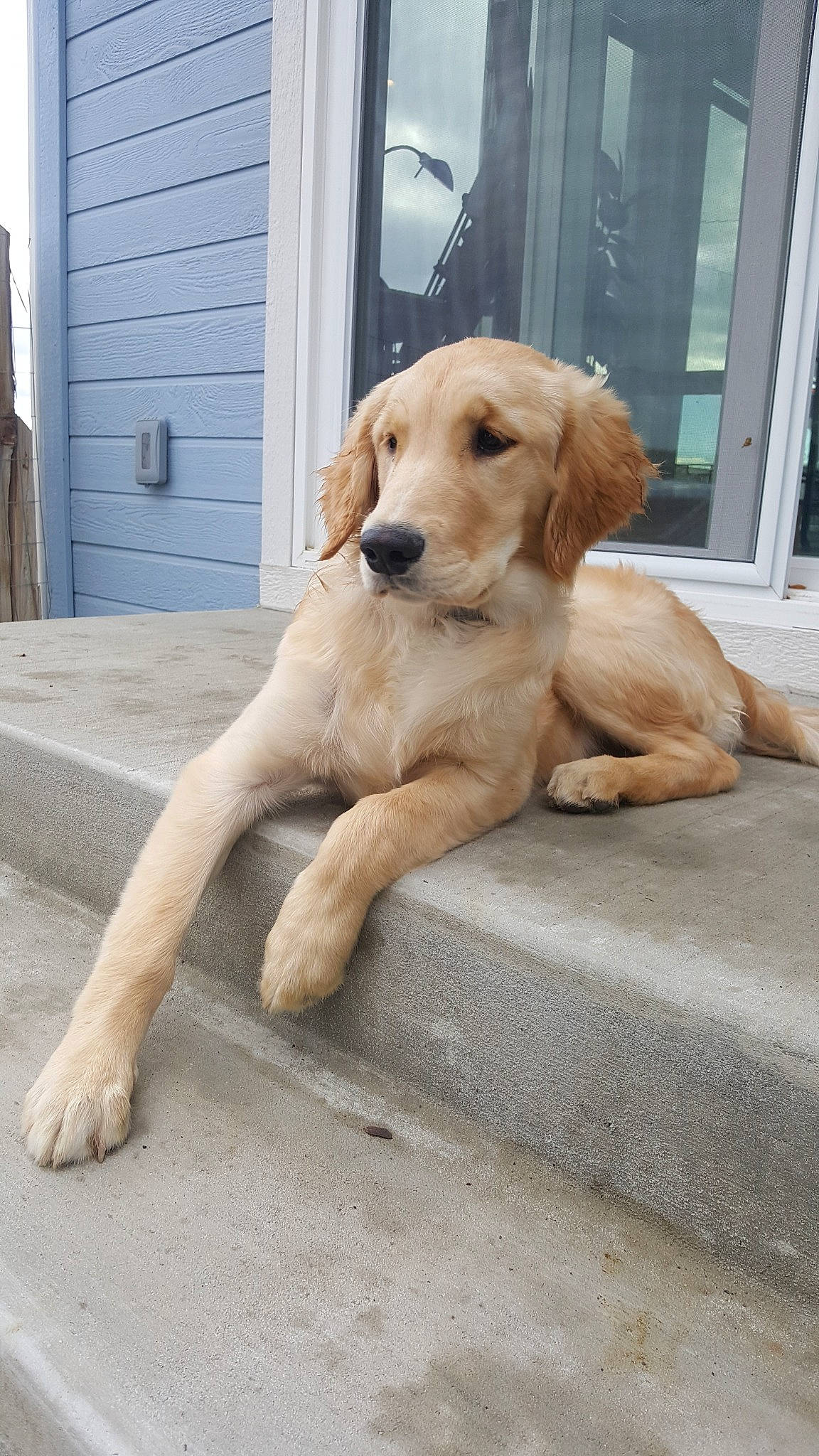 Penny joined the competition — help win amazing prizes! canidae, carnivore, companion_dog, dog, dog_breed, fawn, golden_retriever, mammal, puppy, retriever, sporting_group, street_dog, tail, vertebrate
