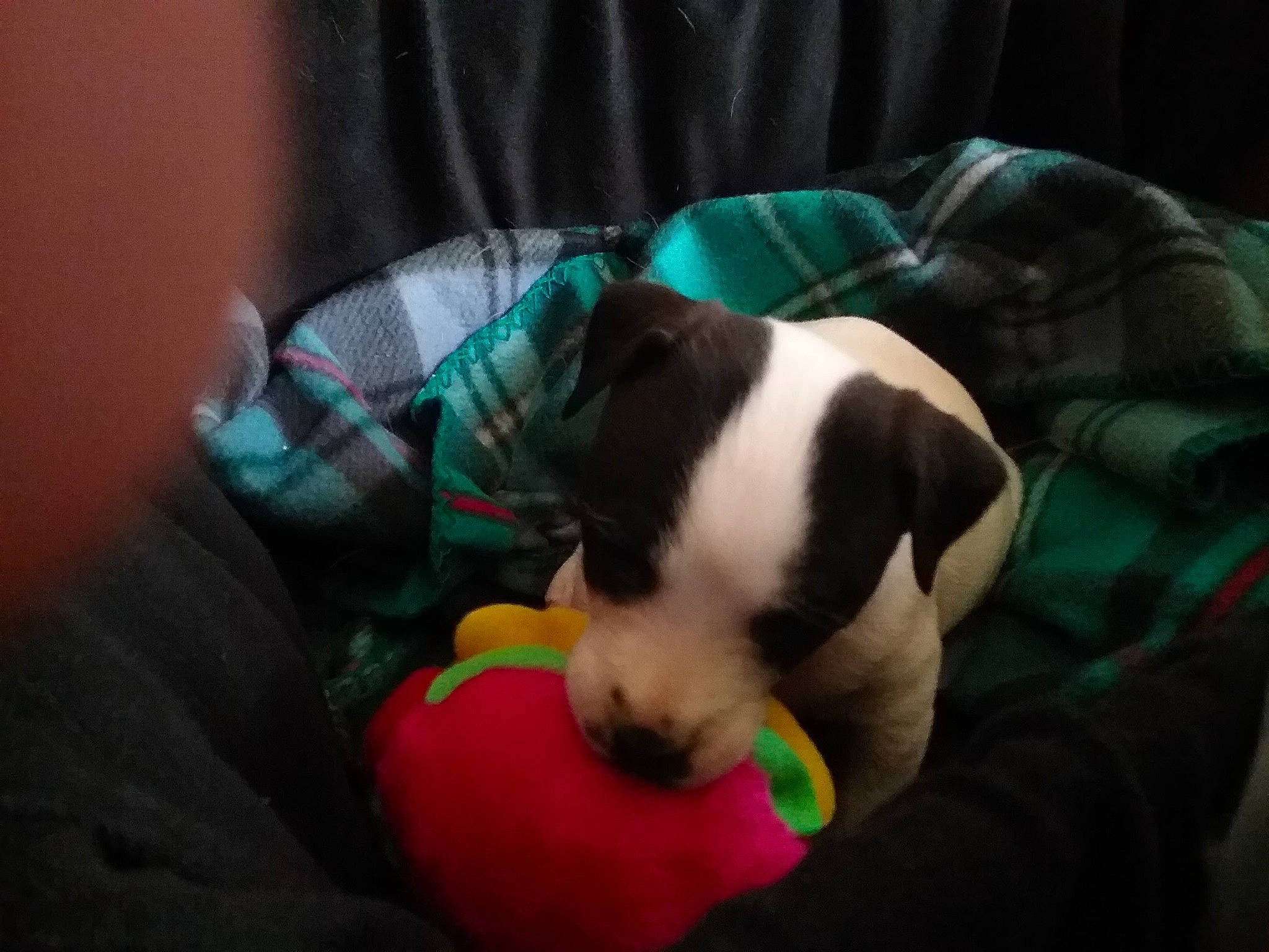 Sadie joined the competition — help win amazing prizes! canidae, carnivore, comfort, companion_dog, couch, dog, dog_bed, dog_breed, dog_supply, fawn, linens, nap, non_sporting_group, paw, pet_supply, small_terrier, sporting_group, terrestrial_animal, toy_dog, working_animal