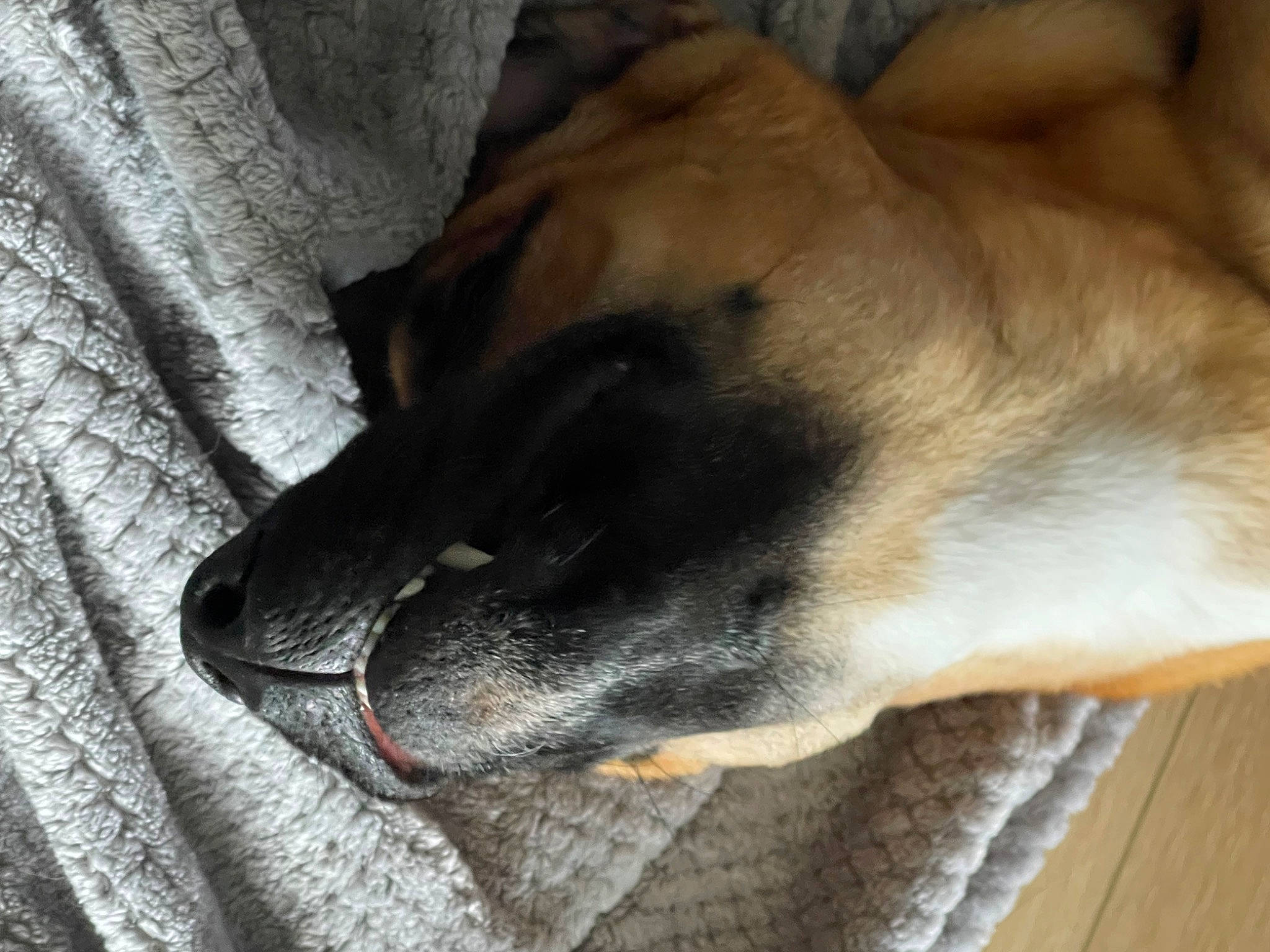 Cocoa joined the competition — help win amazing prizes! canidae, carnivore, claw, comfort, companion_dog, dog, dog_breed, fawn, felidae, foot, fur, guard_dog, nap, paw, sleep, snout, sporting_group, street_dog, terrestrial_animal, whiskers