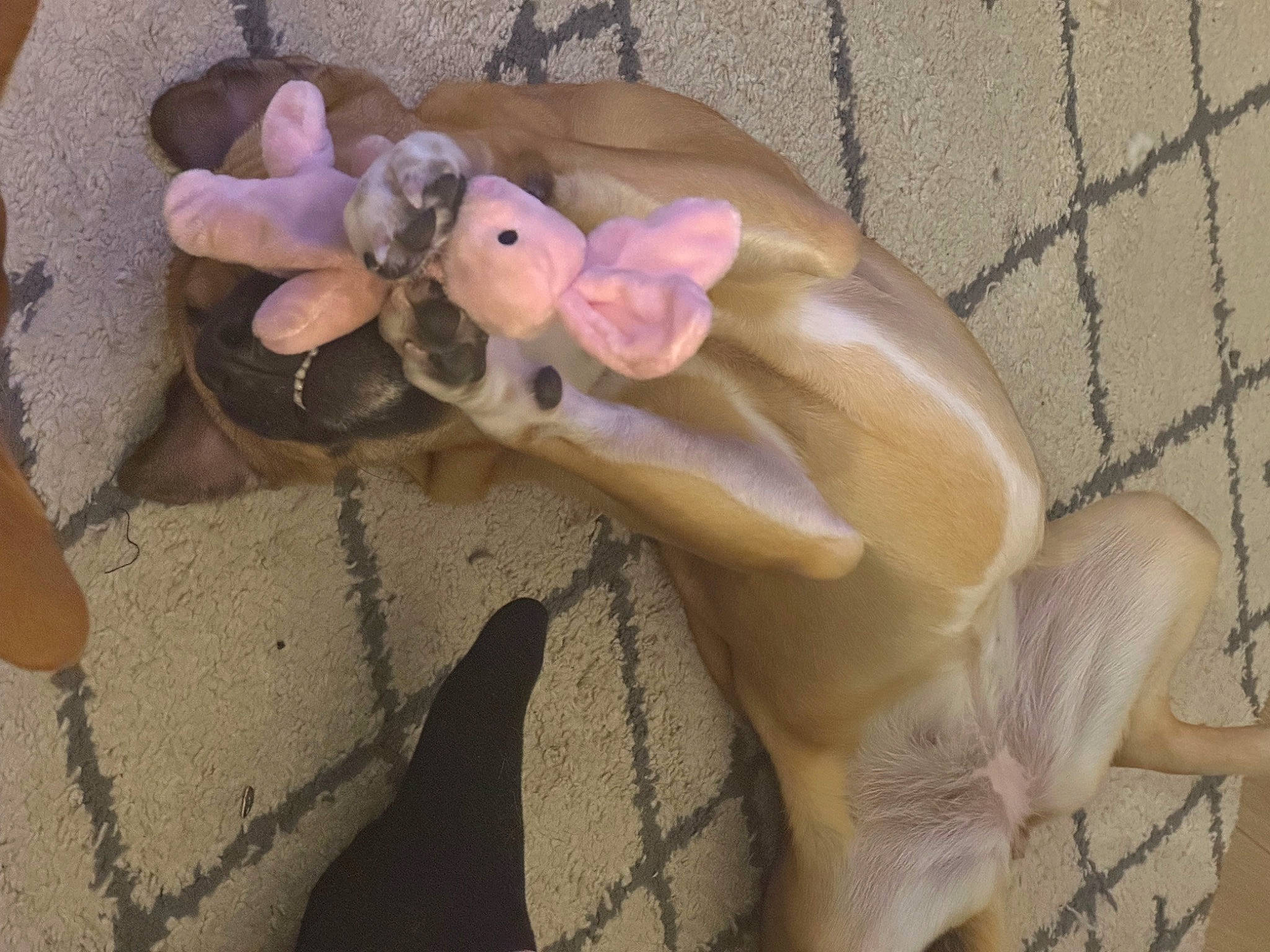 Cocoa joined the competition — help win amazing prizes! animal_figure, art, baby_toys, comfort, fawn, foot, fur, human_leg, mesh, nail, paw, plush, stuffed_toy, tail, terrestrial_animal, toy, wood