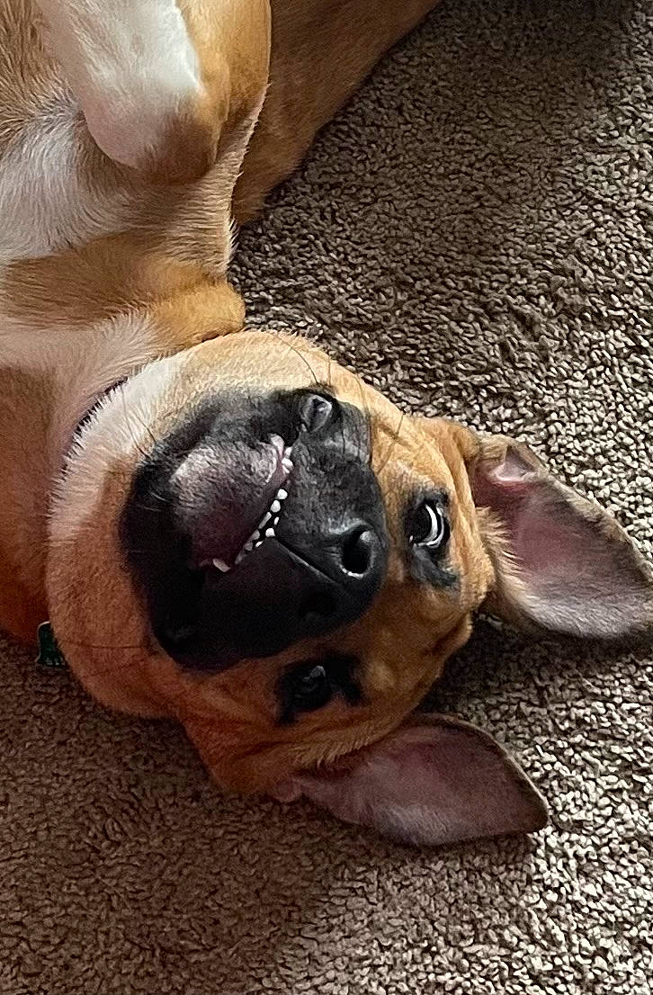 Cocoa joined the competition — help win amazing prizes! bulldog, canidae, carnivore, comfort, companion_dog, dog, dog_breed, ear, fawn, fur, liver, paw, snout, sporting_group, terrestrial_animal, toy_dog, whiskers, wood, working_animal, wrinkle