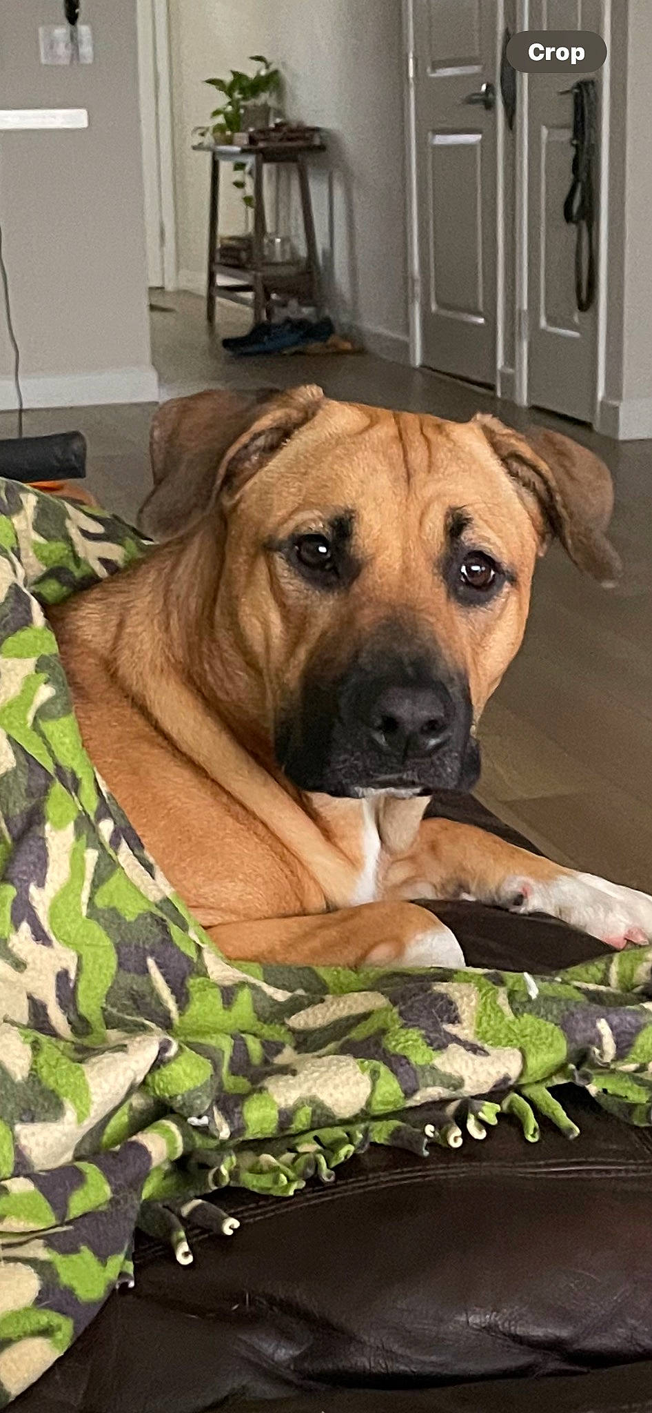 Cocoa joined the competition — help win amazing prizes! ancient_dog_breeds, bored, camouflage, canidae, carnivore, comfort, companion_dog, dog, dog_breed, fawn, guard_dog, military_camouflage, molosser, pattern, snout, sporting_group, terrestrial_animal, whiskers, working_animal, working_dog