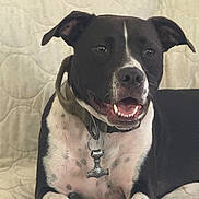 Hades Loki Miller joined the competition — help win amazing prizes! dog, black_and_white, collar, pendant, lying_down, pet, animal, indoor, quilted_background, smiling, teeth, ears, friendly, closeup, muzzle, fur, white_paws, relaxed, canine, portrait