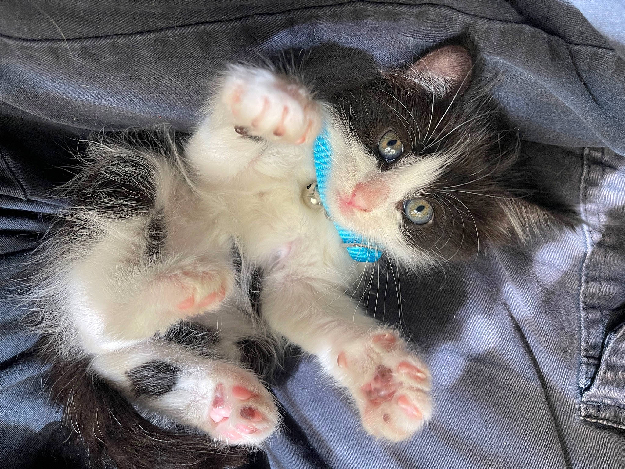 Pip is registered to the contest to win money with this photo: bag, carnivore, cat, claw, comfort, domestic_short_haired_cat, fawn, felidae, foot, fur, lap, nap, paw, sleep, small_to_medium_sized_cats, snout, tail, whiskers