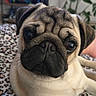 pug, dog, pet, animal, close_up, portrait, wrinkles, short_muzzle, big_eyes, fawn_coat, black_mask, sitting, lying_down, indoors, bed, bedding, houseplant, shelving, home, cute